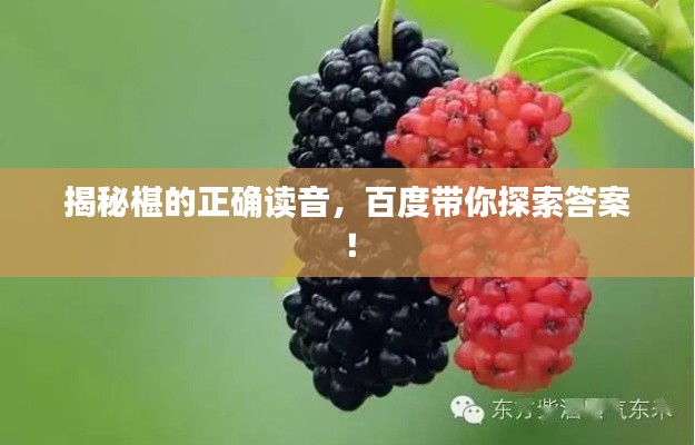 揭秘椹的正确读音，百度带你探索答案！