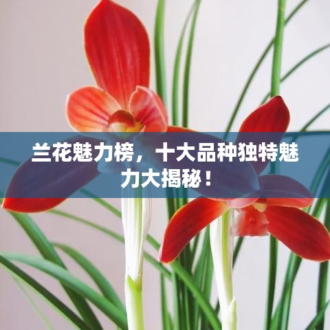 兰花魅力榜，十大品种独特魅力大揭秘！