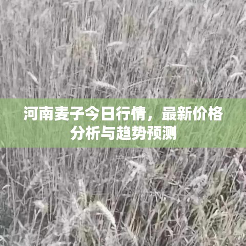 河南麦子今日行情，最新价格分析与趋势预测