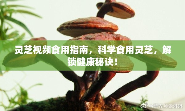 灵芝视频食用指南，科学食用灵芝，解锁健康秘诀！