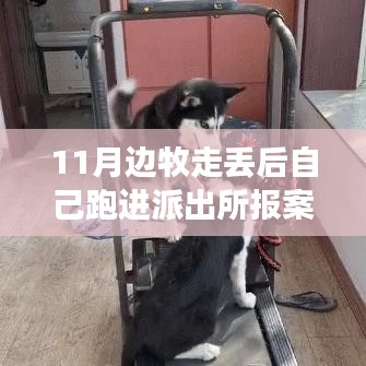 边境牧羊犬的励志故事，从迷失到归宿，自学之路铸就自信与成就