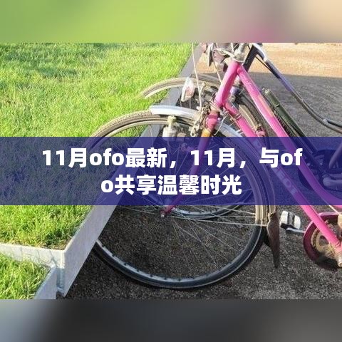 11月ofo最新动态，共享温馨时光