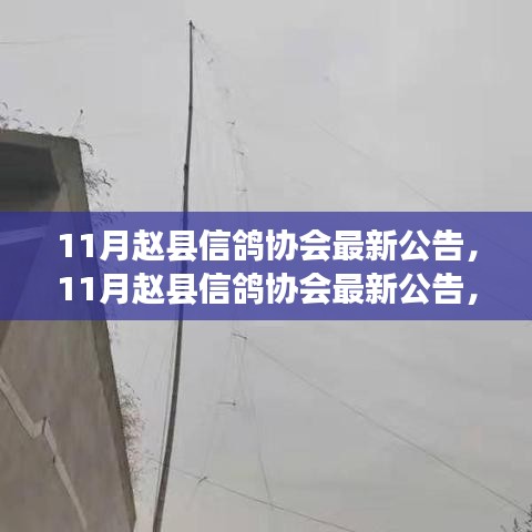 揭秘信鸽运动蓬勃发展及精彩活动，赵县信鸽协会最新公告发布