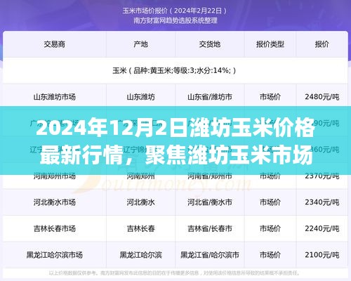 2024年12月潍坊玉米市场最新行情分析与价格聚焦