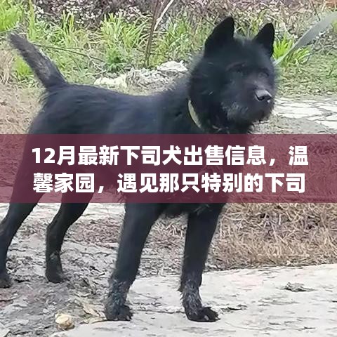 温馨家园最新下司犬出售信息，遇见属于你的特别犬只