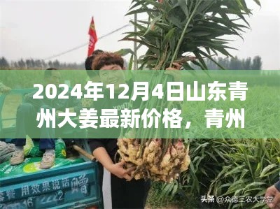 山东青州大姜最新价格揭晓，姜香四溢背后的友情与陪伴故事（2024年12月4日）