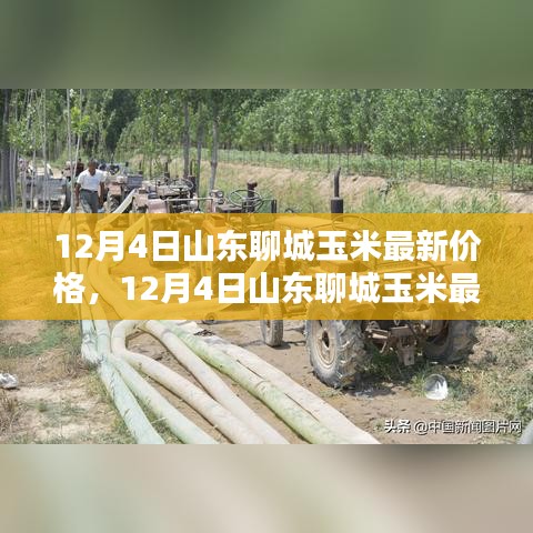 山东聊城玉米最新价格动态及市场分析（12月4日）