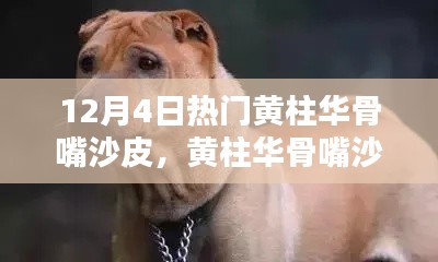 12月4日热门犬种黄柱华骨嘴沙皮，培育与照顾的详尽指南