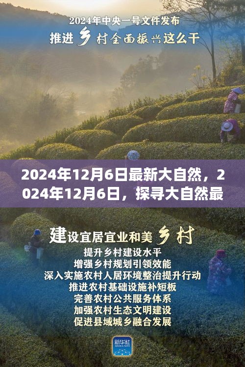 探寻大自然最新奥秘的神奇之旅，2024年12月6日最新动态揭秘大自然奥秘之旅