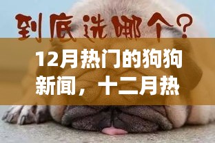 十二月狗狗新闻热点，时尚健康科技引领犬界热议