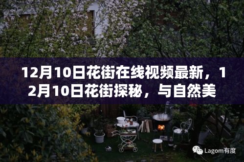 12月10日花街在线视频最新，12月10日花街探秘，与自然美景的浪漫邂逅，启程寻找内心的宁静