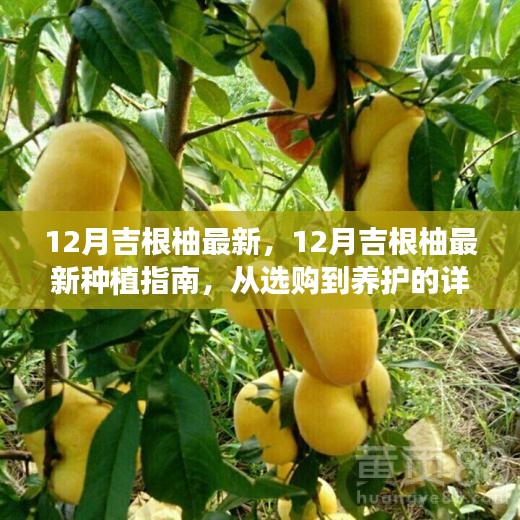 12月吉根柚种植指南，从选购到养护的详细步骤