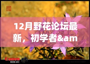 12月野花论坛最新活动指南，从初学者到进阶用户的参与教程