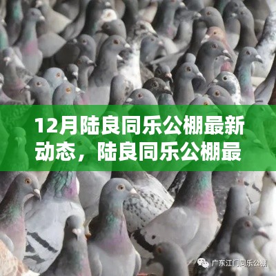 陆良同乐公棚最新动态揭秘，特性解析、用户体验与目标用户分析