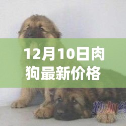 最新肉狗价格走势分析及购买指南（12月10日）