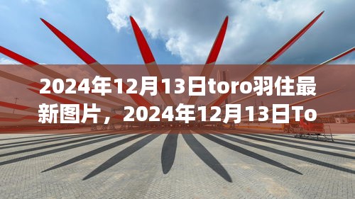 2024年12月13日Toro羽最新图片展示