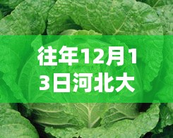 历年12月13日河北大白菜价格回顾与展望，热门大白菜市场行情分析