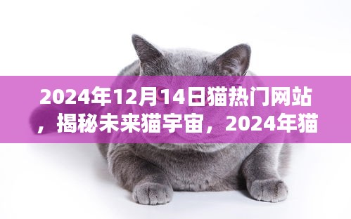 揭秘未来猫宇宙，2024年猫热门网站概览