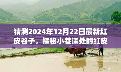 探秘小巷深处的红皮谷子传奇，最新风味解读与预测（2024年12月22日）