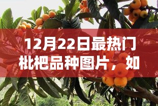 12月热门枇杷品种图片大全，识别指南与寻找技巧，从初学者到进阶用户必备知识