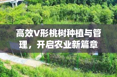 高效V形桃树种植与管理，开启农业新篇章