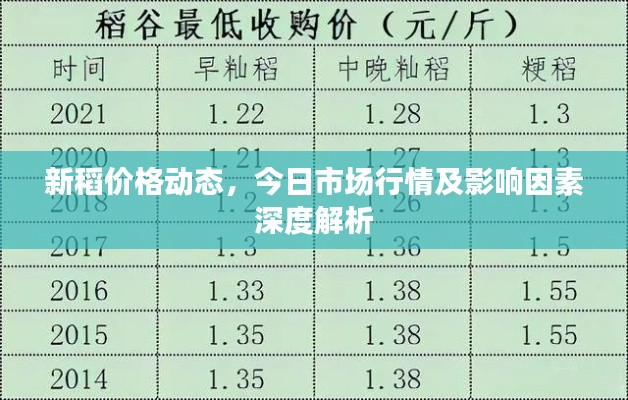 新稻价格动态，今日市场行情及影响因素深度解析