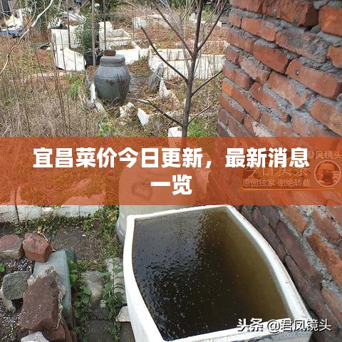 宜昌菜价今日更新，最新消息一览