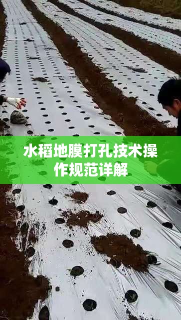 水稻地膜打孔技术操作规范详解