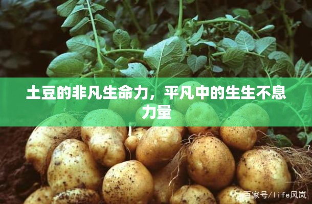 土豆的非凡生命力，平凡中的生生不息力量
