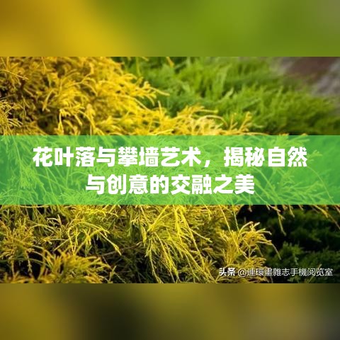 花叶落与攀墙艺术，揭秘自然与创意的交融之美