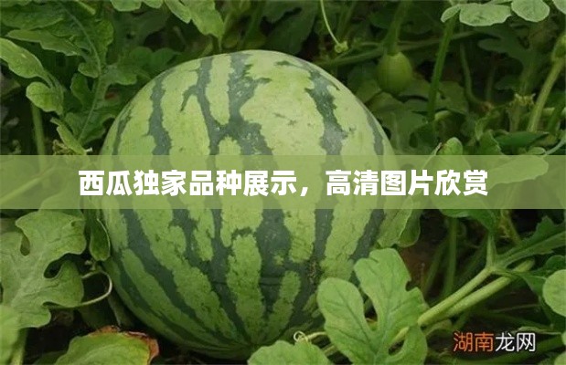 西瓜独家品种展示，高清图片欣赏