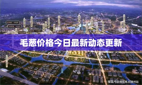 毛葱价格今日最新动态更新