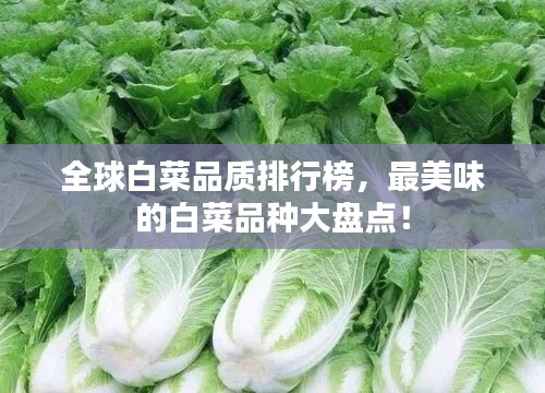 全球白菜品质排行榜，最美味的白菜品种大盘点！