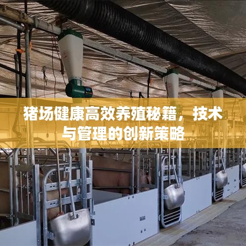 猪场健康高效养殖秘籍，技术与管理的创新策略