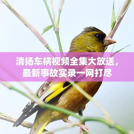 清扬车祸视频全集大放送，最新事故实录一网打尽
