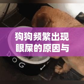狗狗频繁出现眼屎的原因与应对方法，你需要知道！