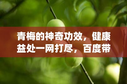 青梅的神奇功效，健康益处一网打尽，百度带你深入了解