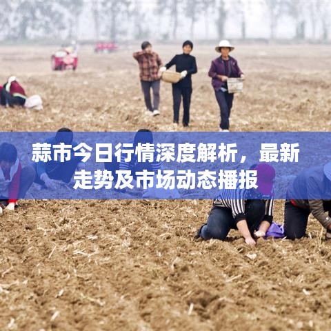 蒜市今日行情深度解析，最新走势及市场动态播报