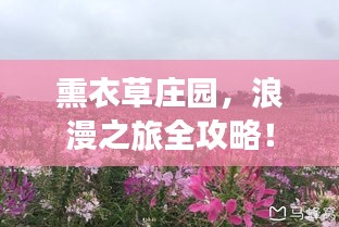 熏衣草庄园，浪漫之旅全攻略！