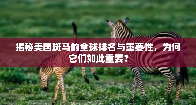 揭秘美国斑马的全球排名与重要性，为何它们如此重要？