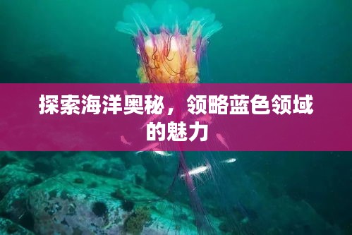 探索海洋奥秘，领略蓝色领域的魅力