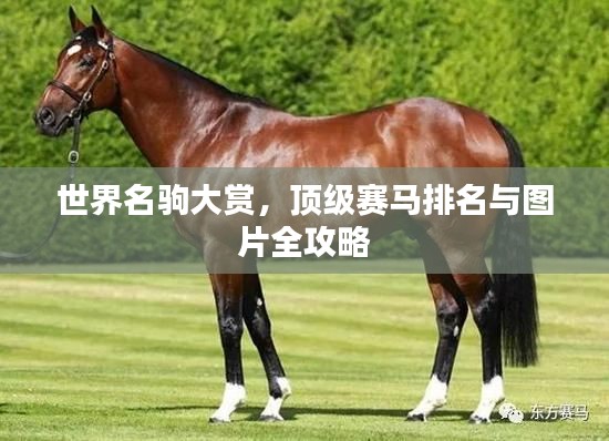 世界名驹大赏，顶级赛马排名与图片全攻略