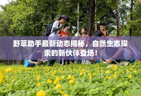 野草助手最新动态揭秘，自然生态探索的新伙伴登场！